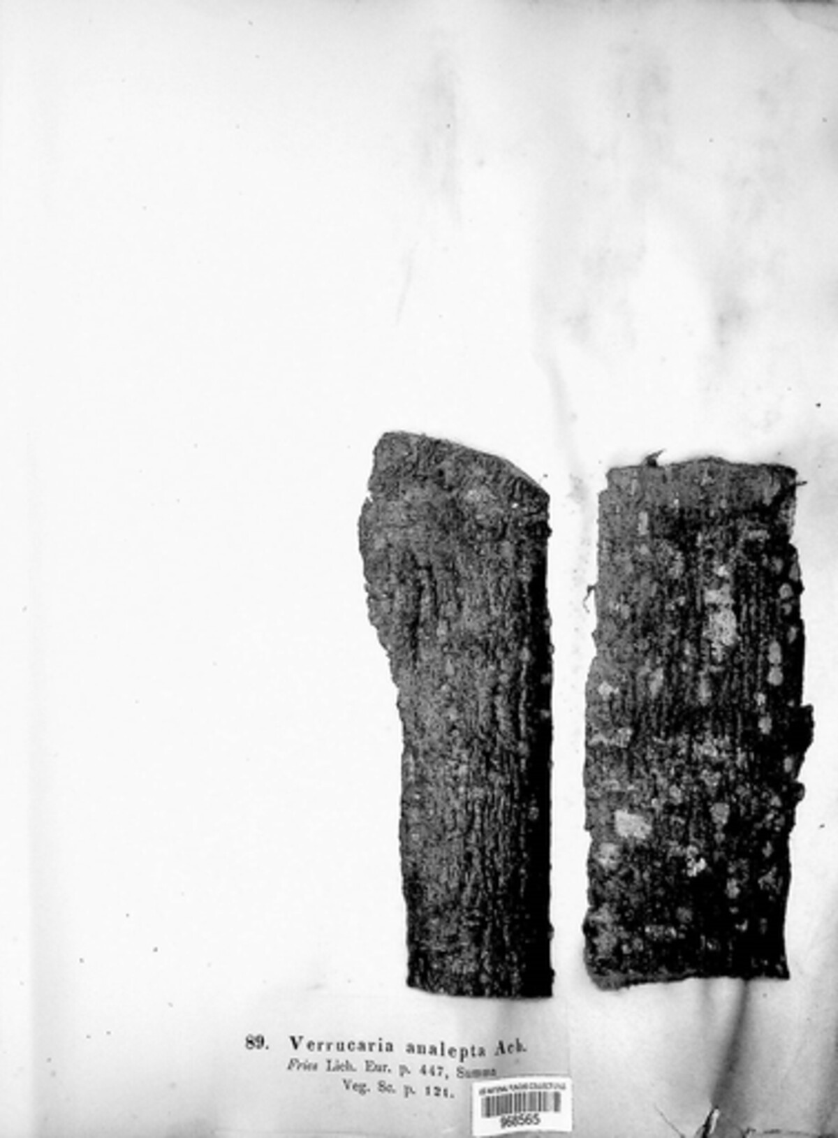 Arthopyrenia image